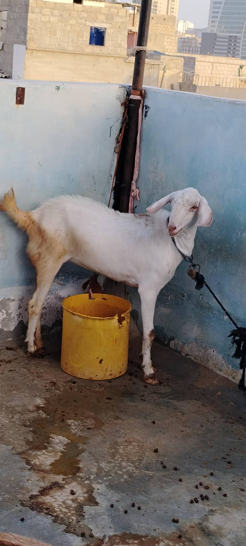 Desi bakra 6