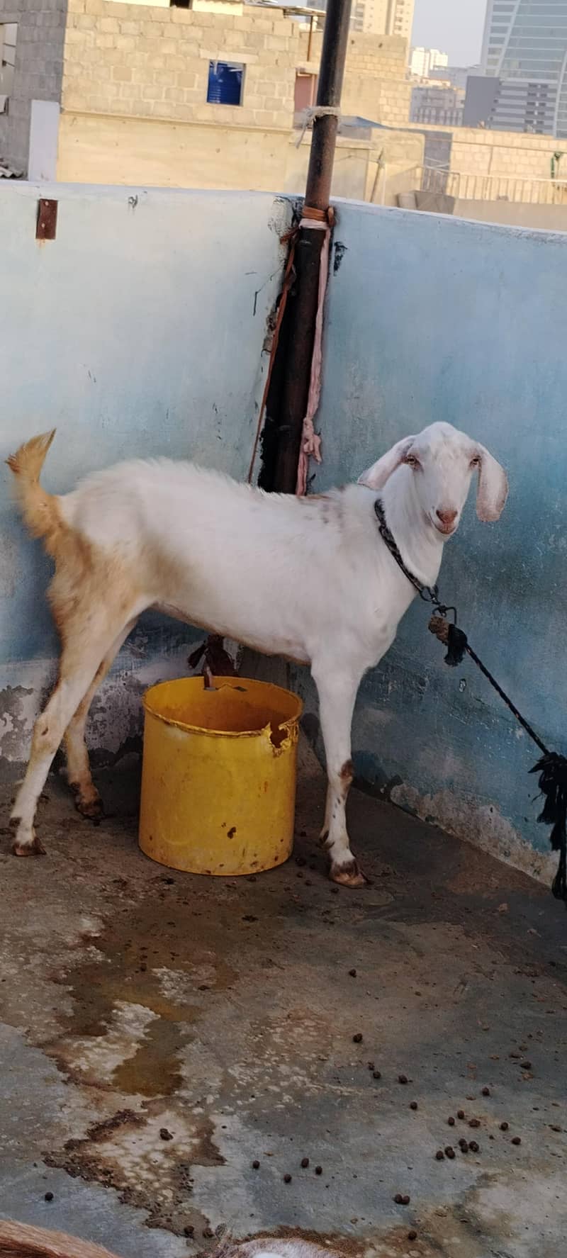 Desi bakra 7