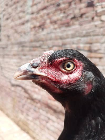 Ready to eggs contact 03476277350