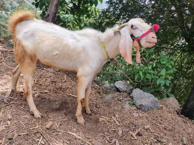 bakra