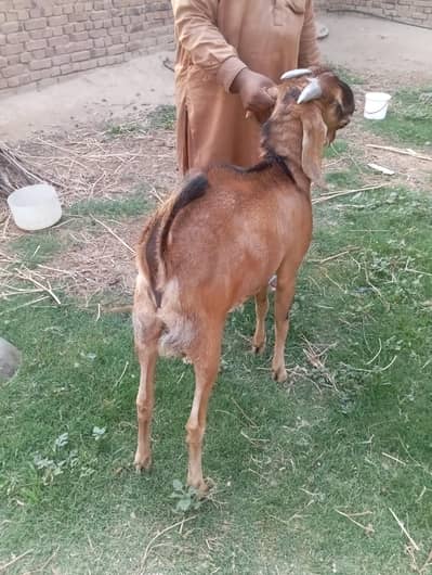 Qurbano Goat for sale
