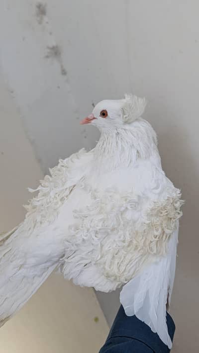 frill pigeon for sale