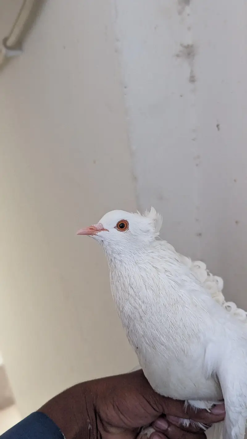 frill pigeon for sale — photo 3