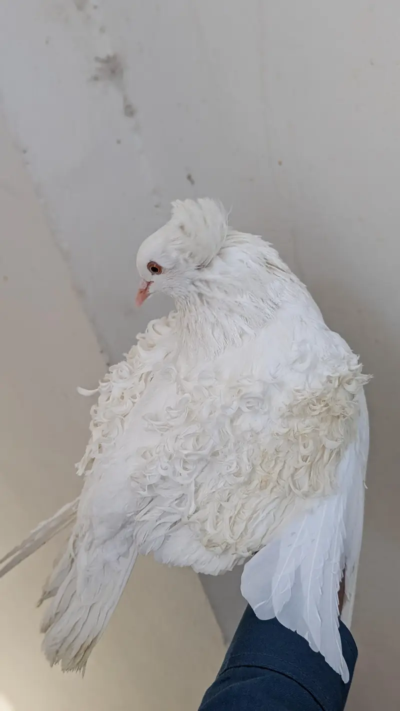 frill pigeon for sale — photo 4