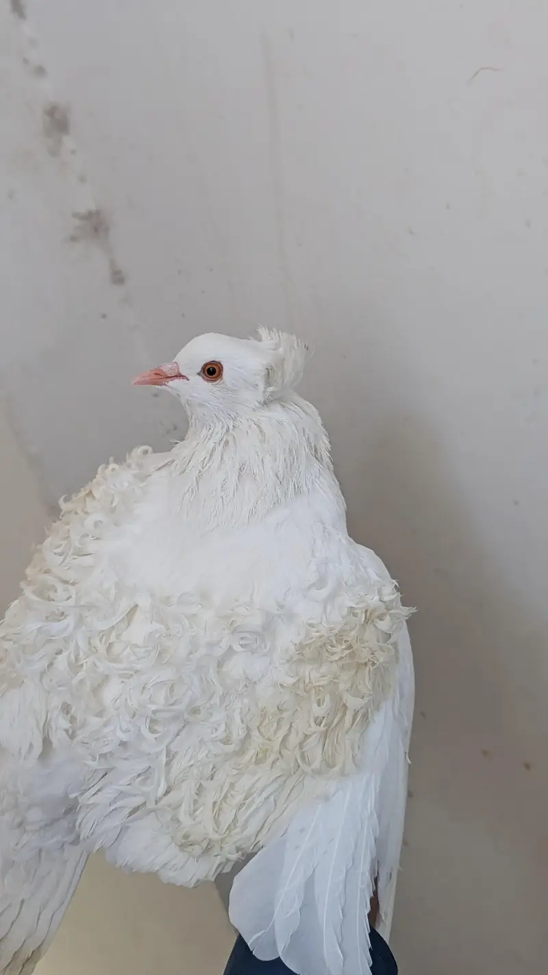 frill pigeon for sale — photo 5