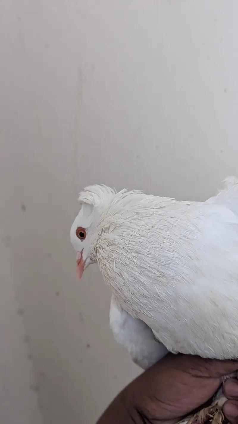 frill pigeon for sale — photo 6