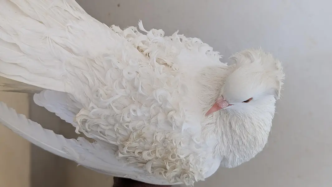 frill pigeon for sale — photo 8