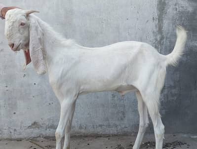 Beautiful Jorra of Bakray for Sale