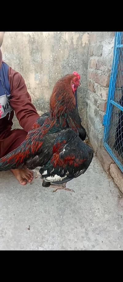 Aseel murga hy breeder murga hy full active and healthy
