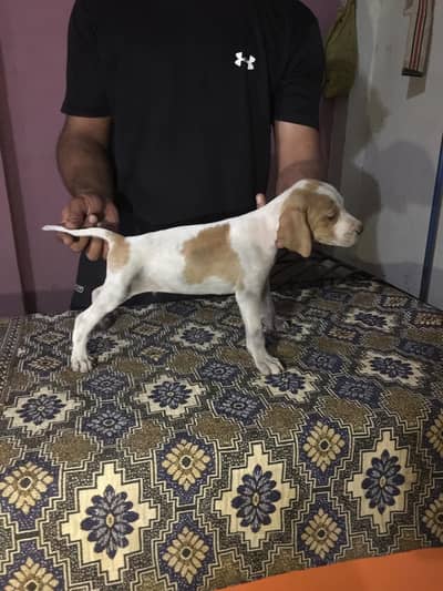 English Pointer Dog