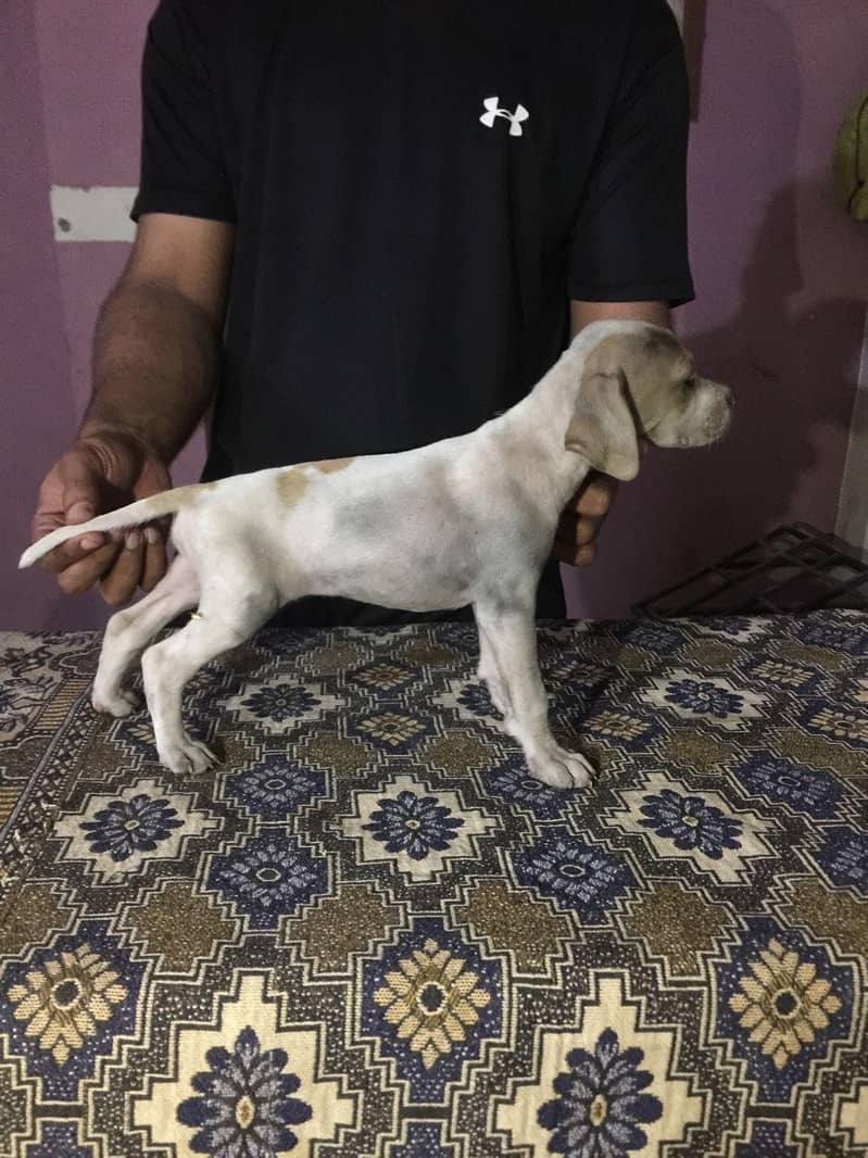 English Pointer Dog 1