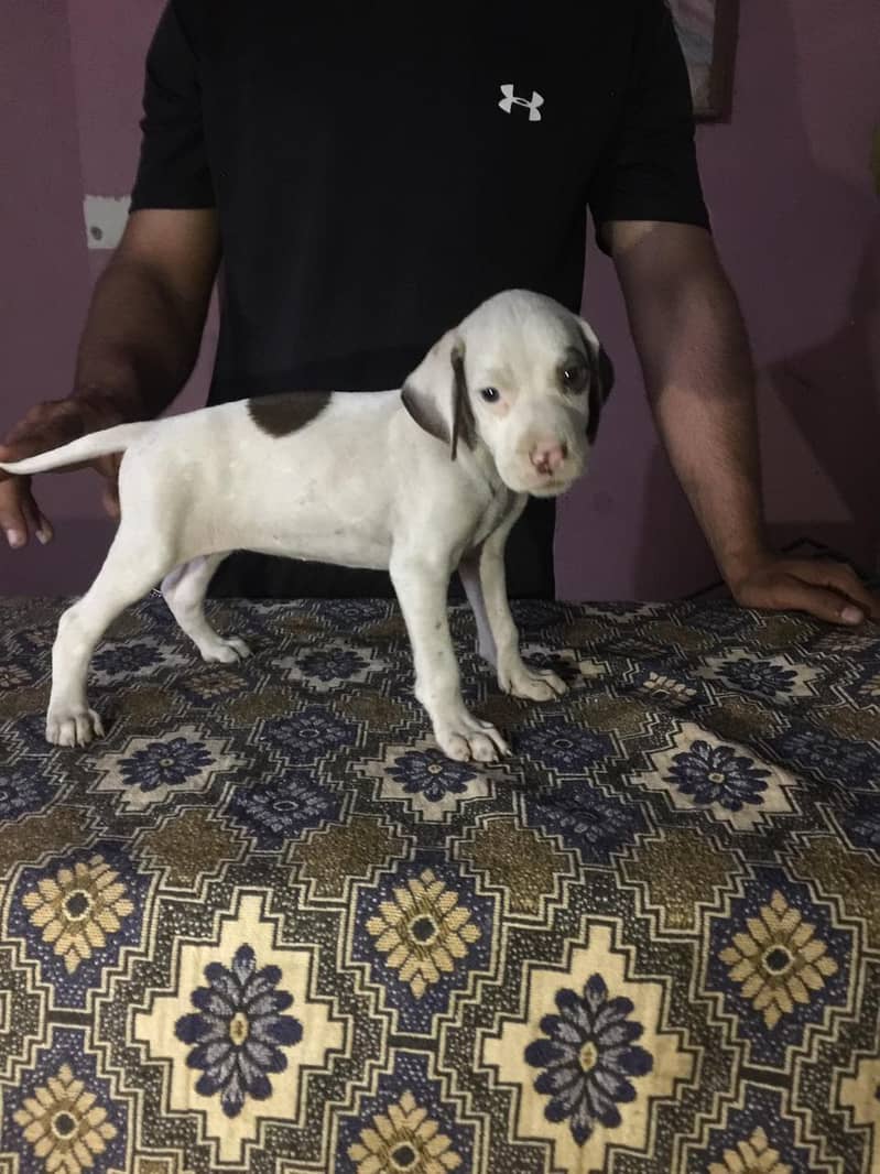 English Pointer Dog 2