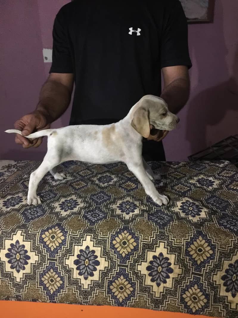 English Pointer Dog 3