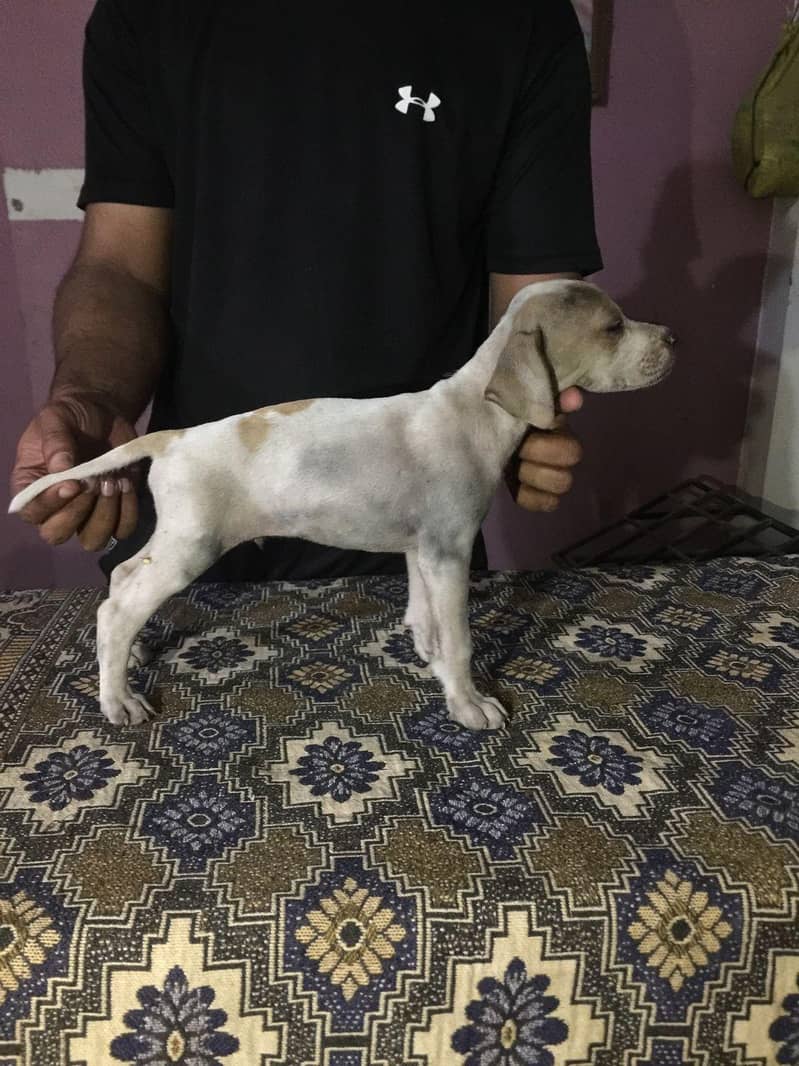 English Pointer Dog 4