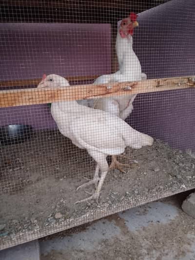 Heera aseel eggs available