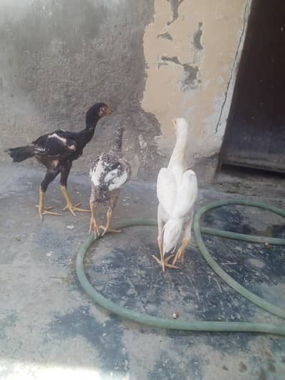 aseel chicks