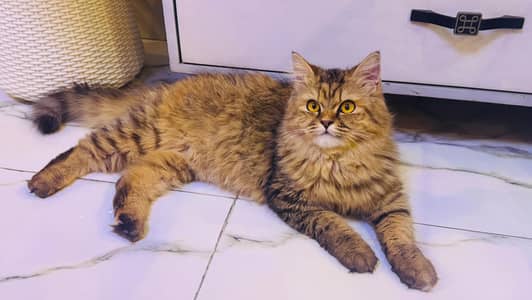persian long hair cat