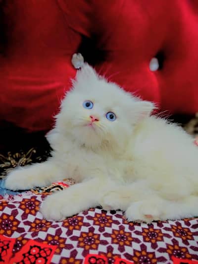 persian cat for sale MywatsapppNumber0348-55-58-176