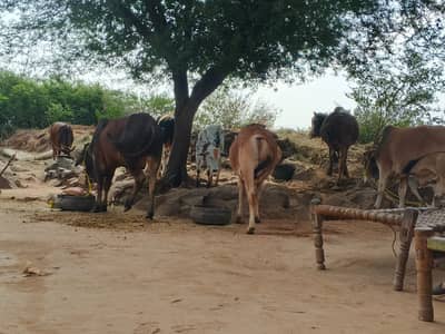 Sahiwal Bachry | Desi wachy | Bull | Qurbani 2026 | Bull For sale