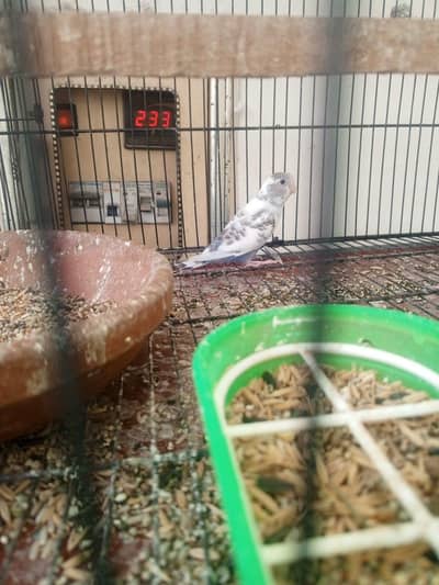 Budgie red I black I mix babies single PC 350 ka
