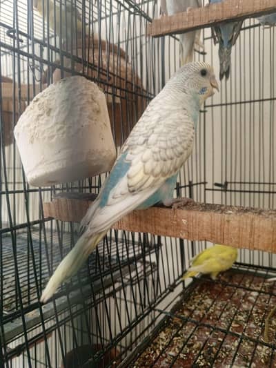 Budgie red I black I mix babies single PC 350 ka