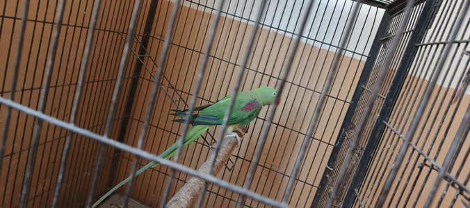 kashmiri raw parrot female for sale