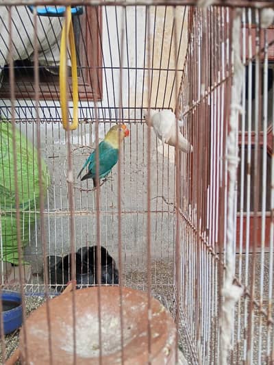 LOVE BIRDS