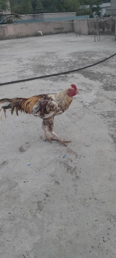 Aseel Amroha for Sale