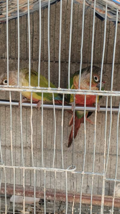 yellow and white ringneck