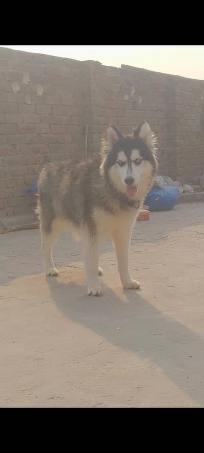 Wolly coat male