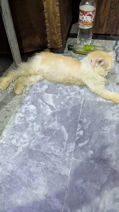 Original Persian Cat for Sale – Healthy Fluffy & Active