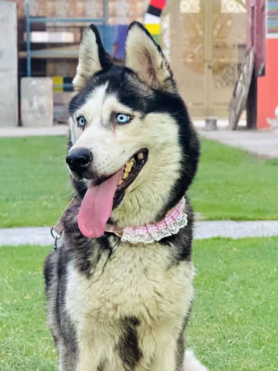 Siberian husky