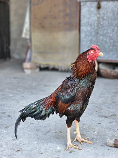 Aseel Quality Murgh