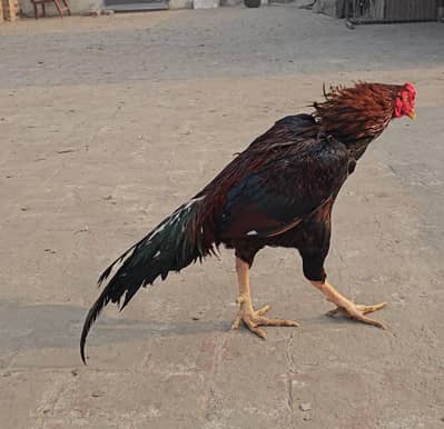 Aseel Quality Murgh