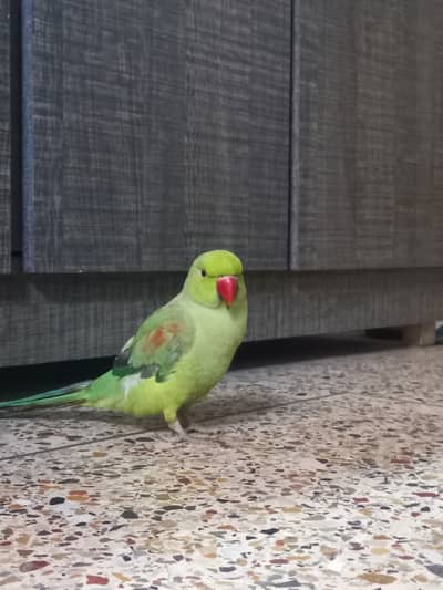 Green Parrot