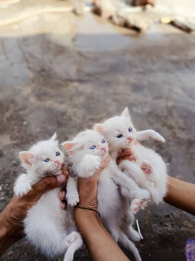 Male female kittens for sale | cat Persian