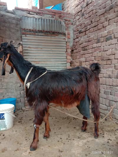 ak adad bakri multanii nochi . 3 bakry male baby 3 month k. 03344289905