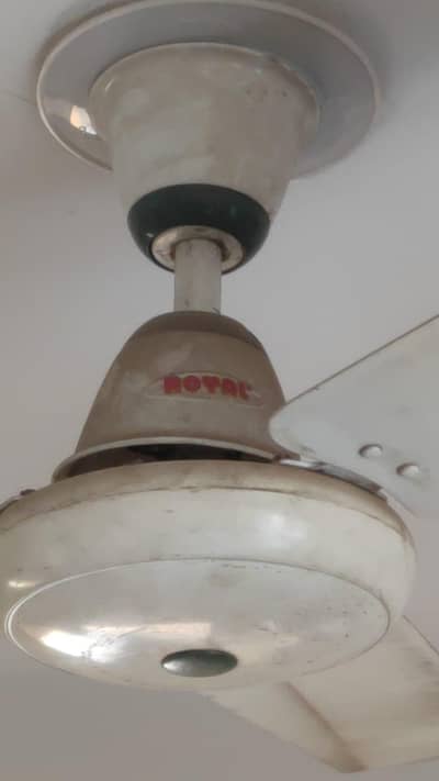 royal fans for sale