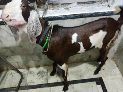 male Bakra for sale ready