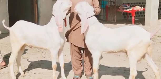 2 Bakre Urgent For Sale _+03102729869