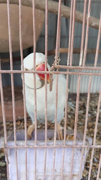 BLUE RINGNECK