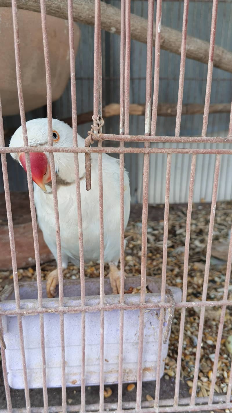BLUE RINGNECK 1