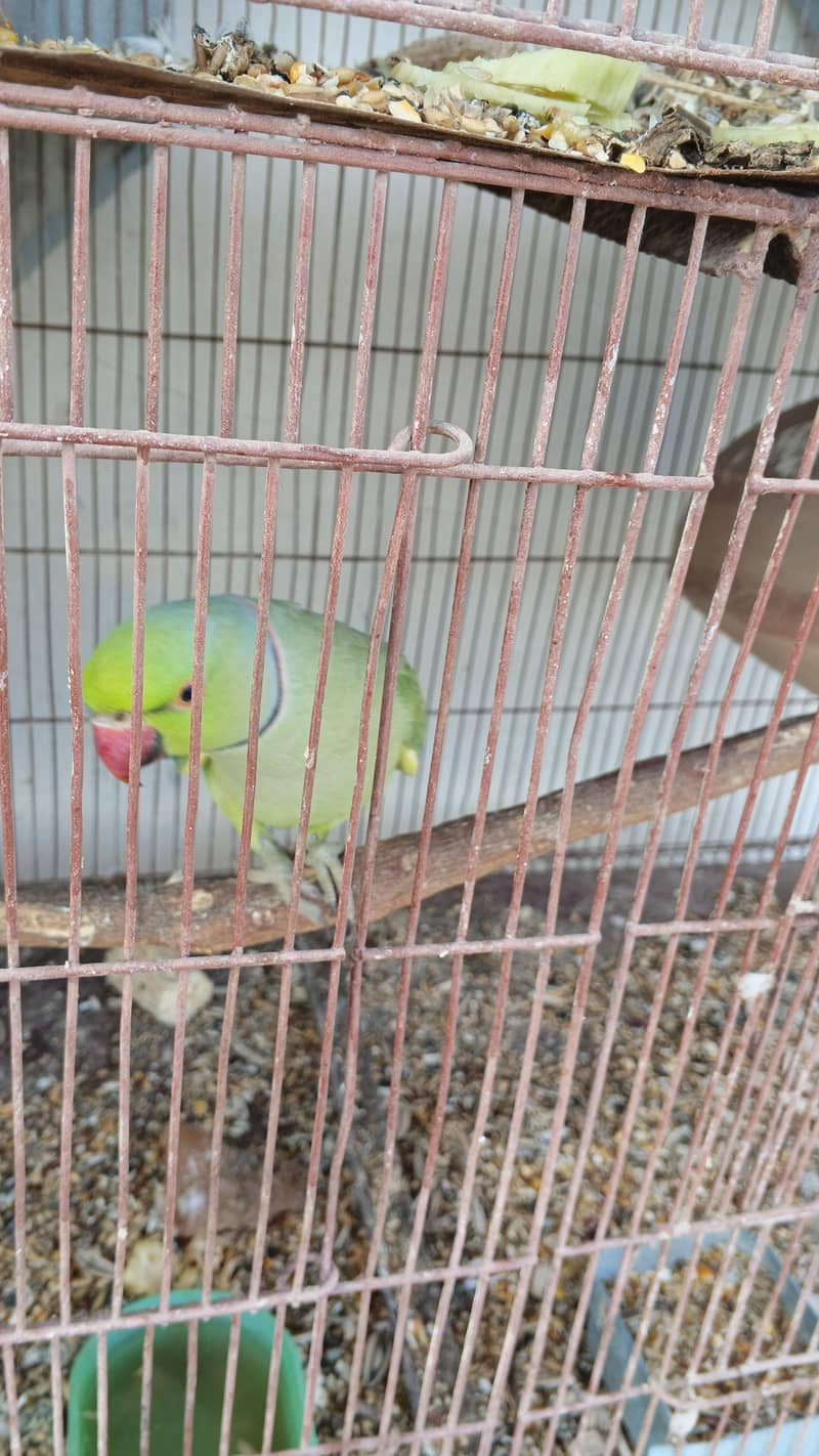 BLUE RINGNECK 2