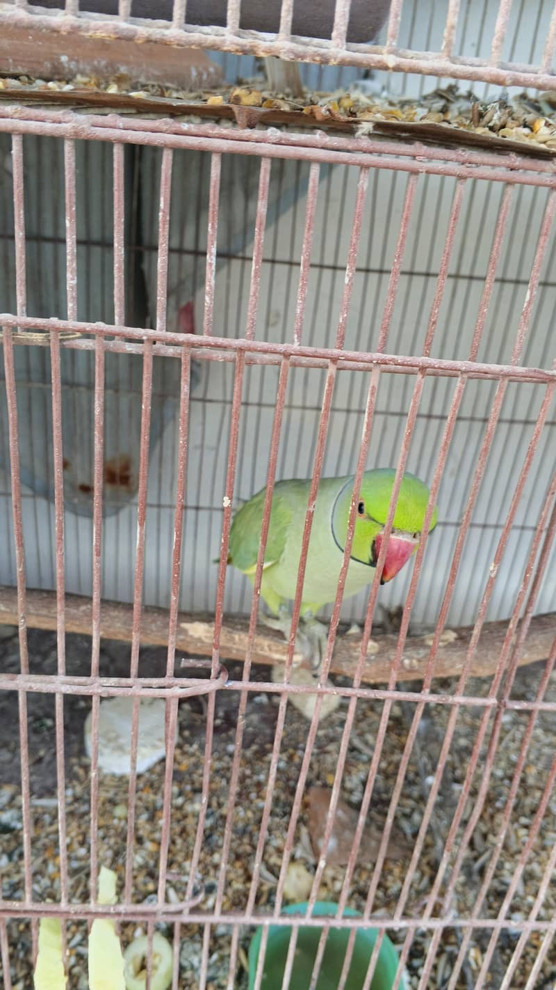 BLUE RINGNECK 3