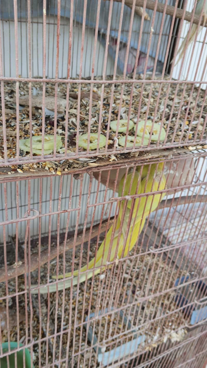BLUE RINGNECK 4