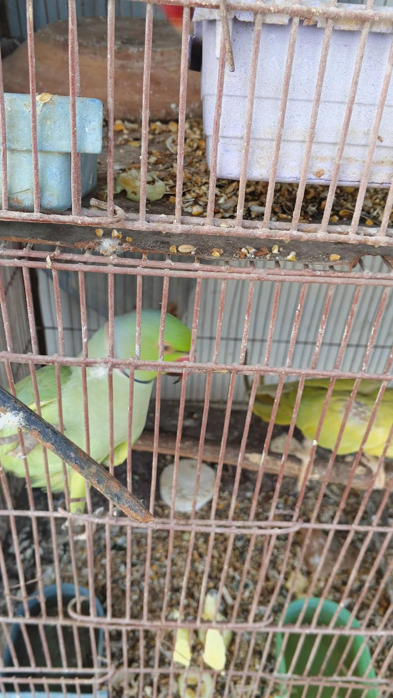 BLUE RINGNECK 5