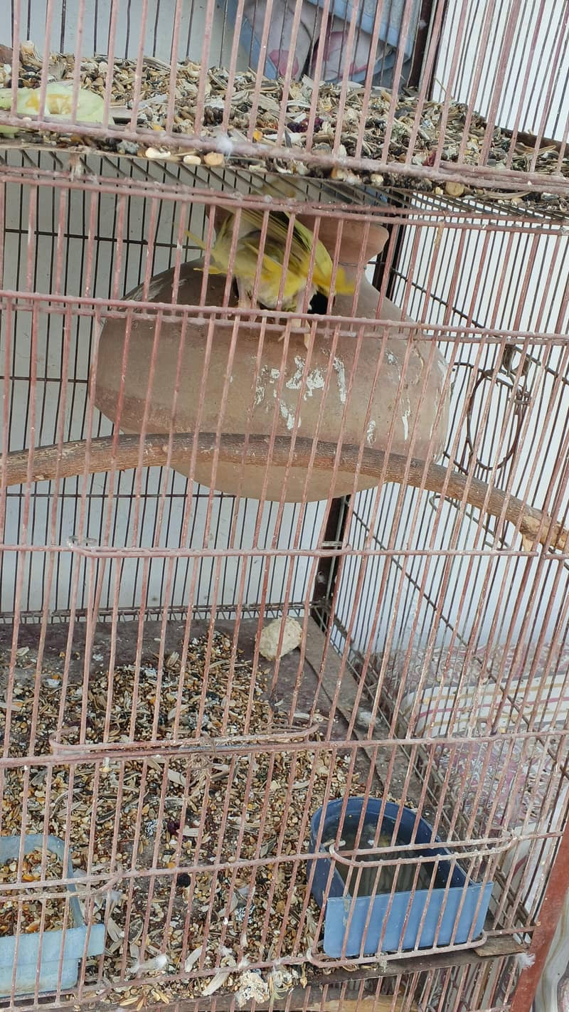 BLUE RINGNECK 6