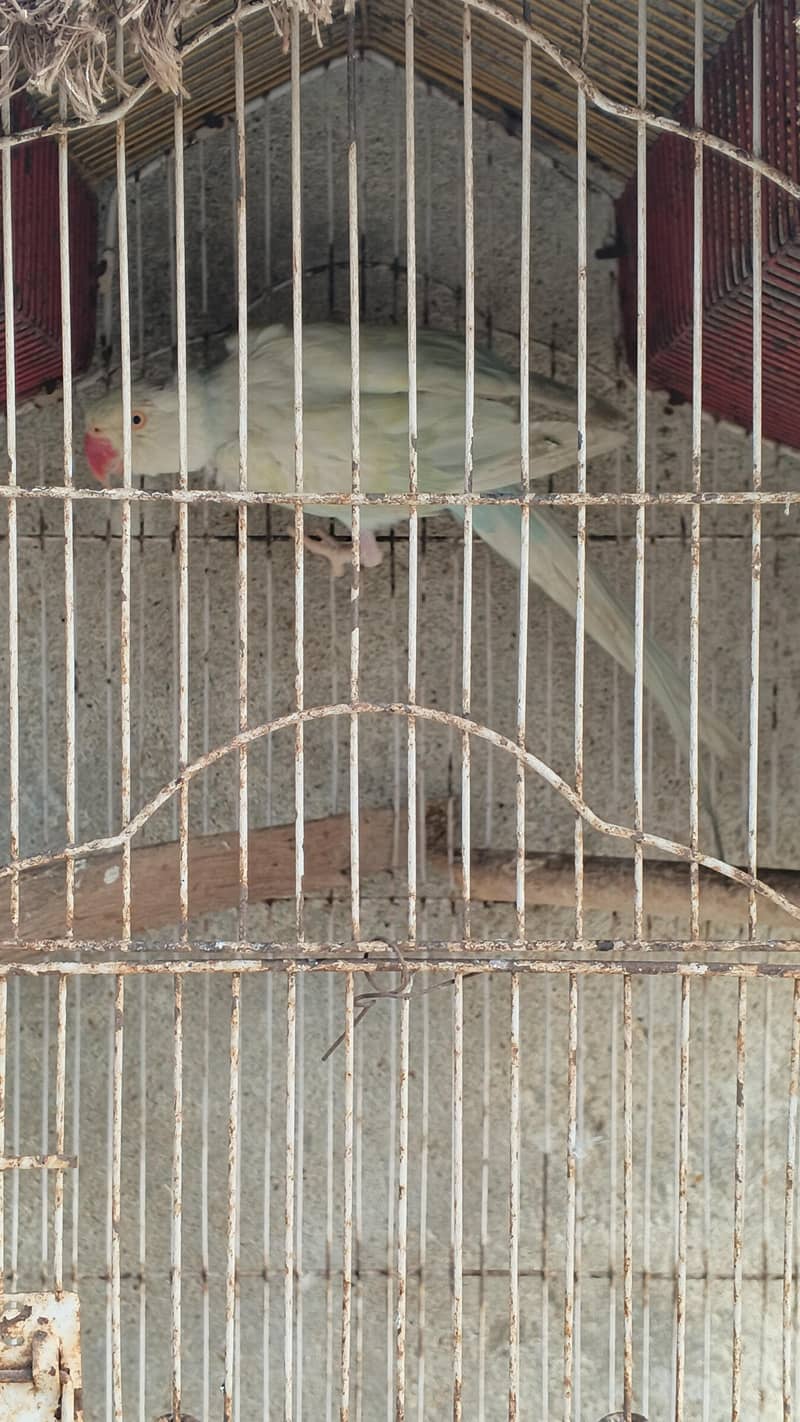 BLUE RINGNECK 8