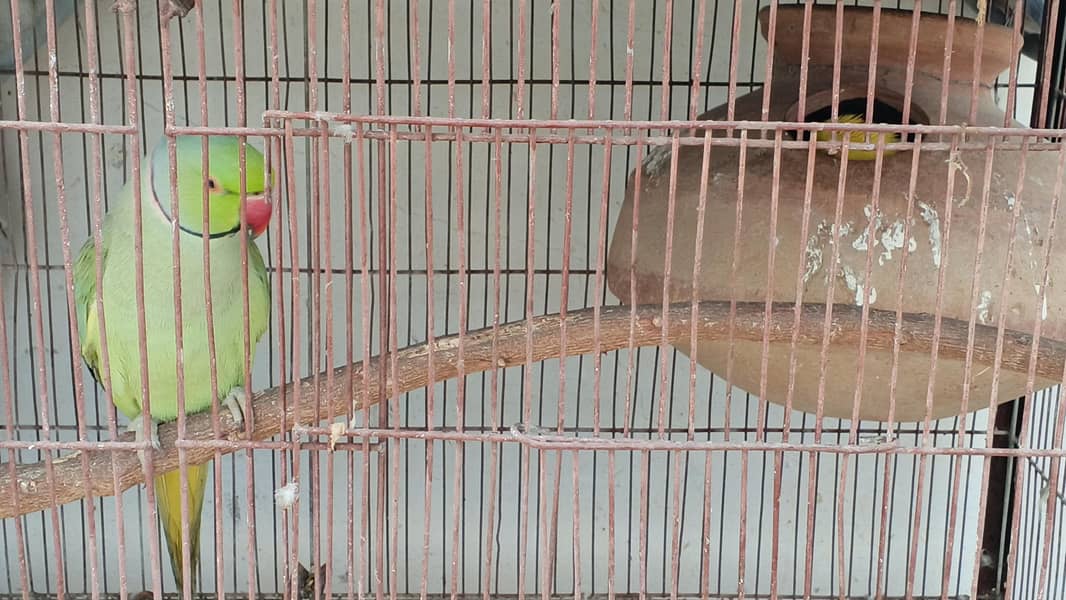 BLUE RINGNECK 10