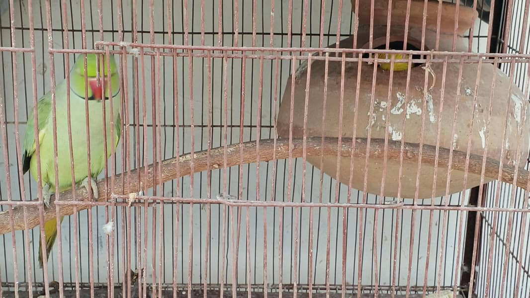 BLUE RINGNECK 11